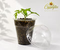Solo Nursery Pots with Moisture Domes & Lids